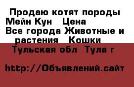 Продаю котят породы Мейн Кун › Цена ­ 12 000 - Все города Животные и растения » Кошки   . Тульская обл.,Тула г.
